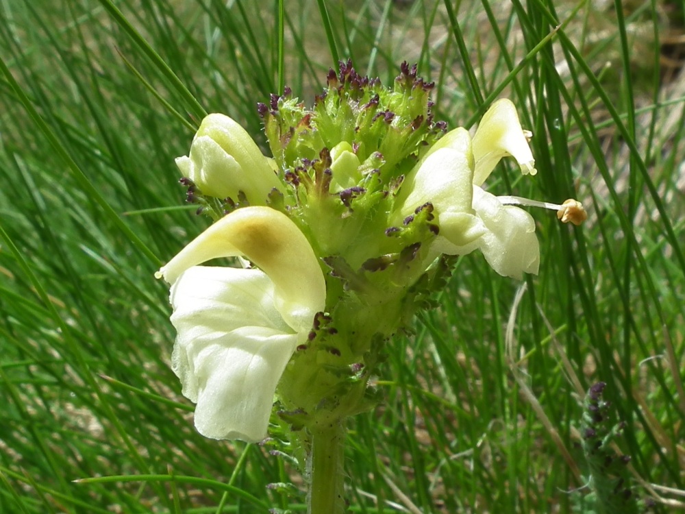 Pedicularis da id. 2 - Pedicularis tuberosa